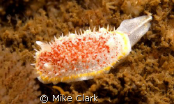 Nudi by Mike Clark 